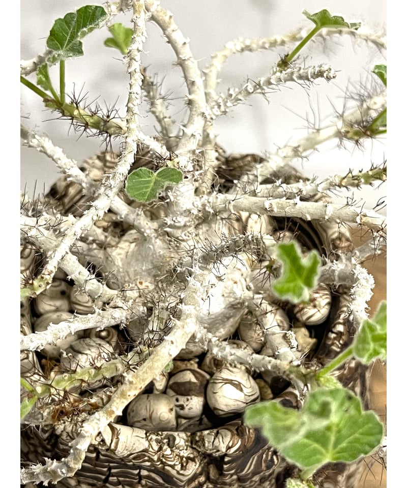 ヤトロファ マルギナータ +pmp「Jatropha marginata」58E-2 | SH