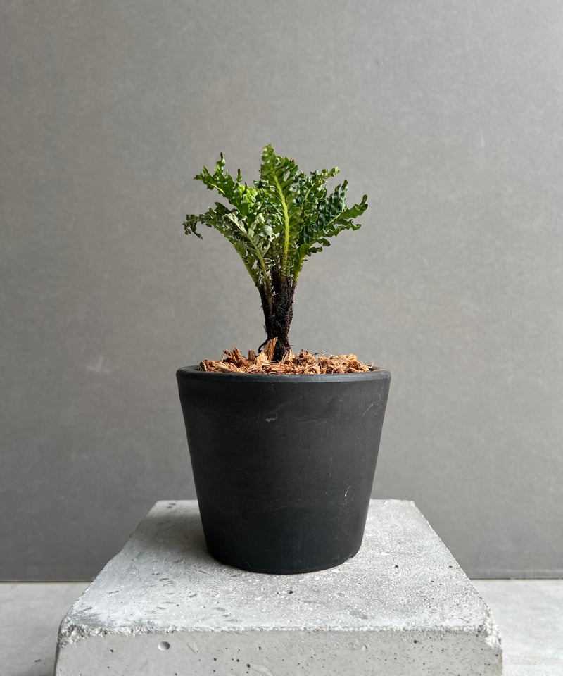 ブレクナム ギッバム ドワーフ 「Blechnum gibbum Dwarf 」39C | S