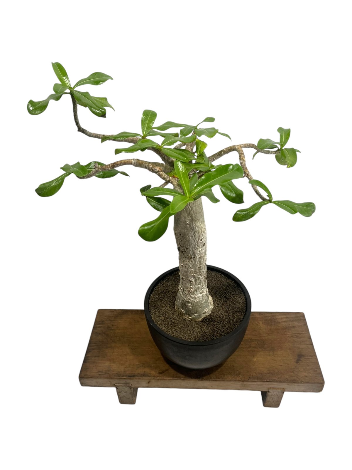 アデニウム タイソコトラナム 'バオバブ スタイル' 「Adenium Thai