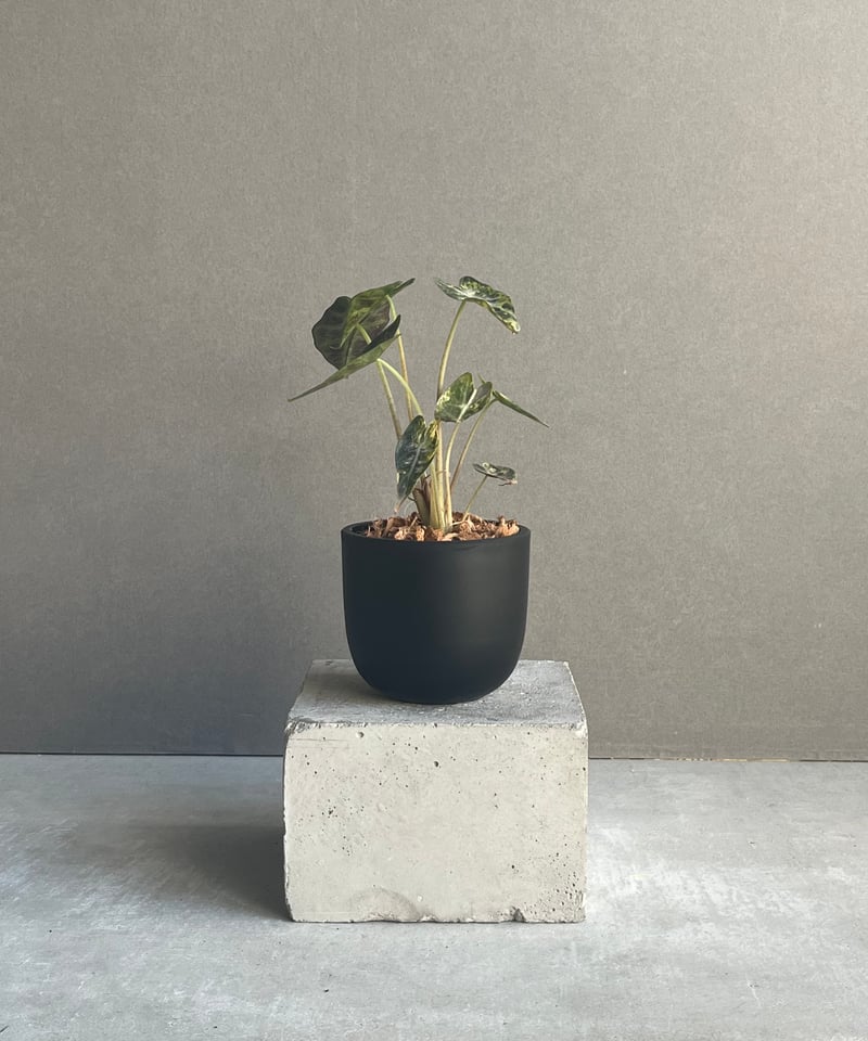 アロカシア バンビーノ イエロー 斑入 「Alocasia bambino Yellow Va