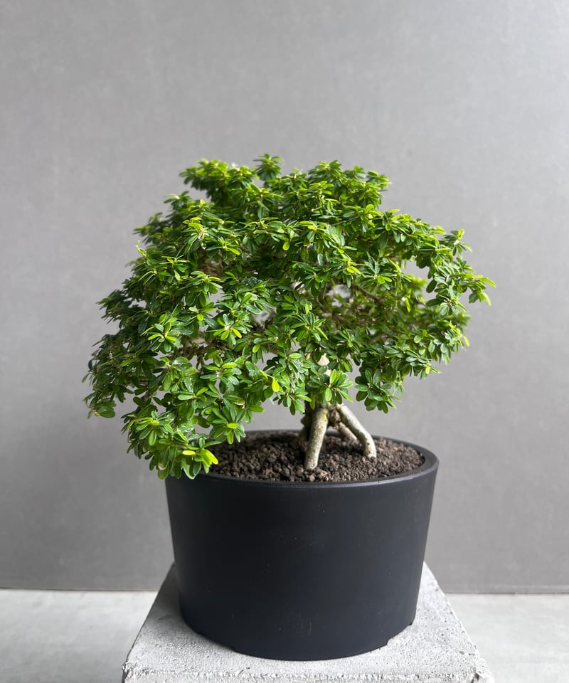 うち” 盆栽 「“UCHI” BONSAI 」64A | SHOUCHIKUEN