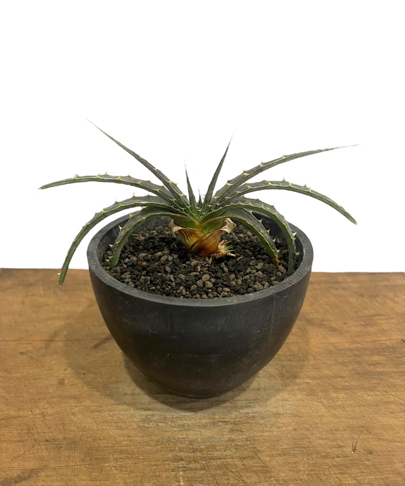 大株 ディッキア エステベシー Dyckia 陶器鉢のまま発送 ブロメリア
