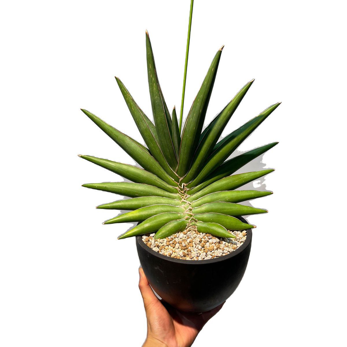 サンスベリア Sansevieria Sandee B サンスベリア Sansevieria Sandee B Sansevieria Sawasdee