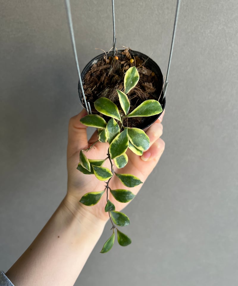 ホヤ バコエンシス アルボマルギナータ 「Hoya bakoensis albomargina