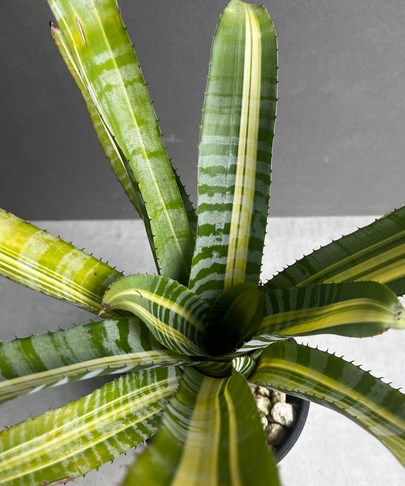 エメ エクメア チャンティニー サムライ 「Aechmea chantinii Samurai」41