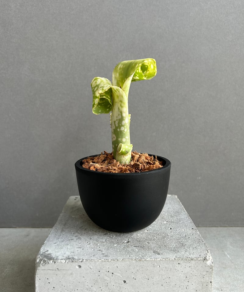 ビルベルギア レプトポーダ 「Billbergia leptopoda」71F | SHOUC