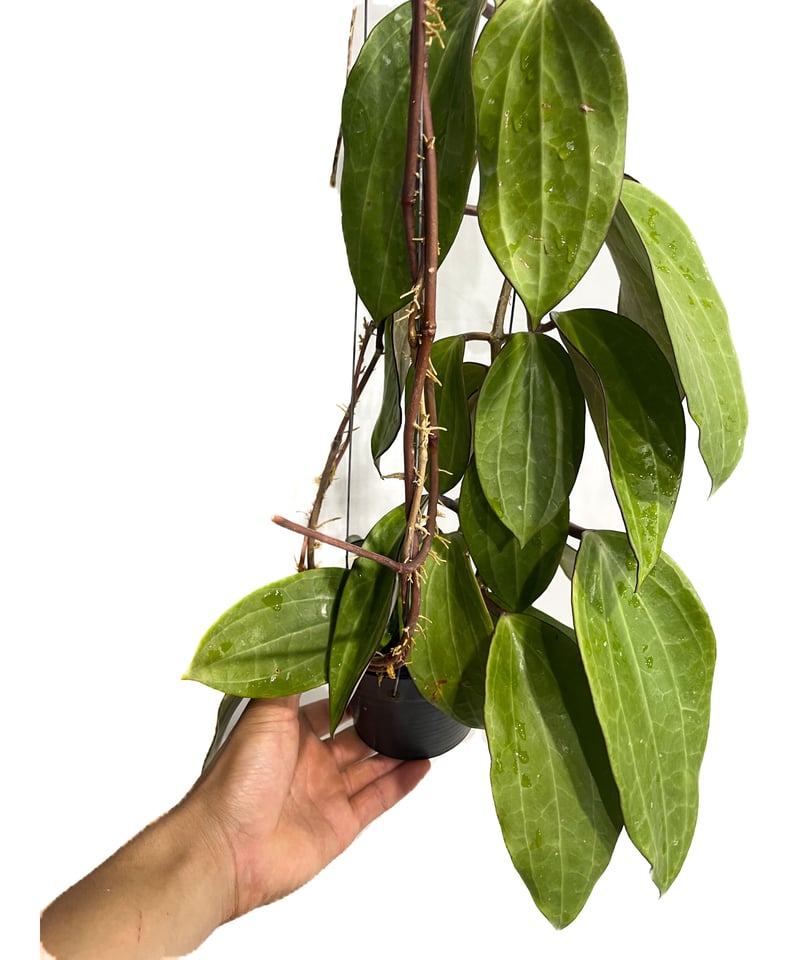 ホヤ クランデスティナ イエロー「Hoya clandestina Yellow」7/18-1