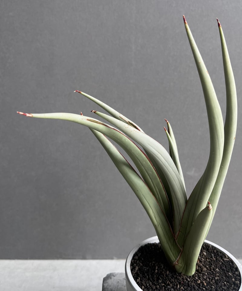 サンセベリア チャオプラヤ 「Sansevieria Chao Phraya」20B | SH