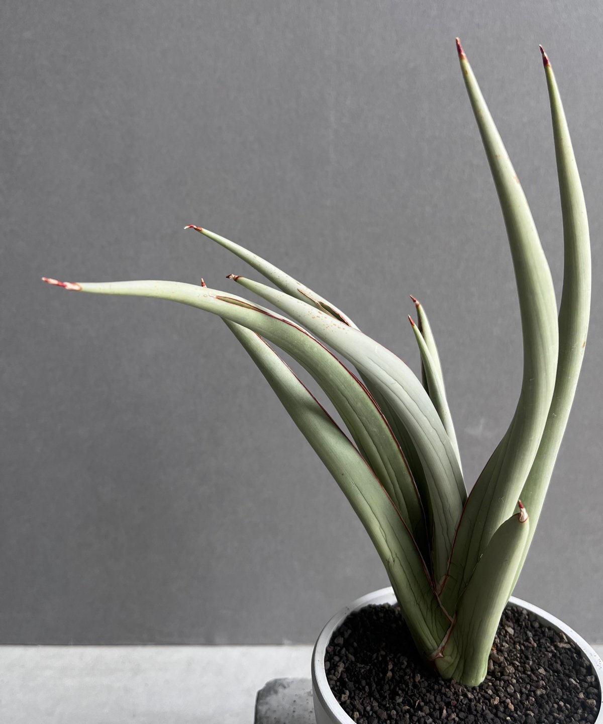 サンセベリア チャオプラヤ 「Sansevieria Chao Phraya」20B | SH