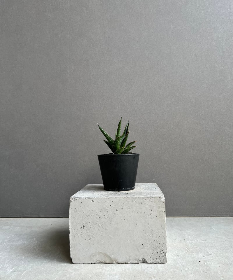 サンセベリア カミナリ 「Sansevieria KAMINARI “雷”」51F | SHO