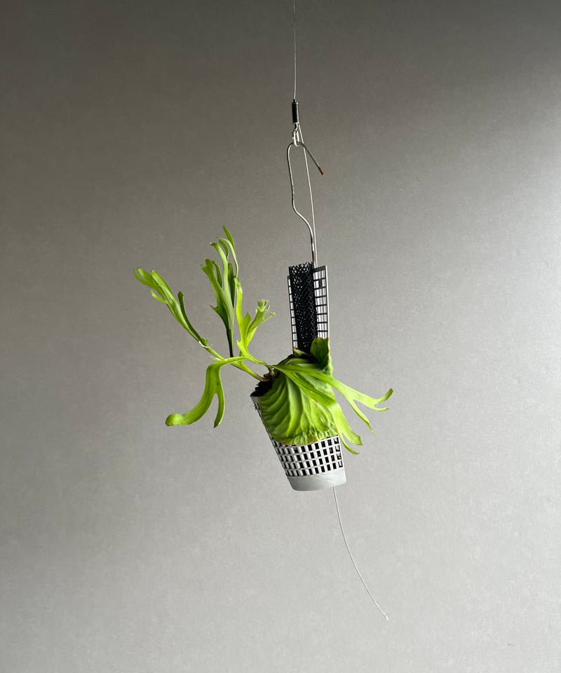 ビカクシダ リドレイ “パカラン”「Platycerium ridleyi “Pakarang