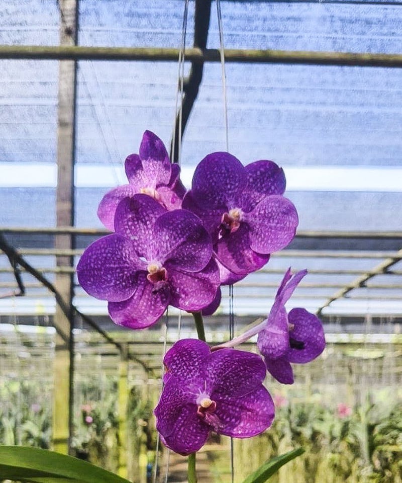 【2024年製 新品】 バンダ パクチョン ブルー 「Vanda Pakchong Blue」32P | SHOUCH その他観葉植物