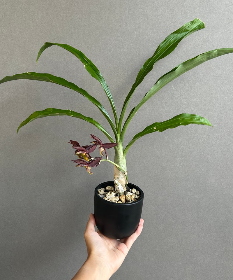 カタセタム ライアン ハリントン「Catasetum Ryan Harrington」27G