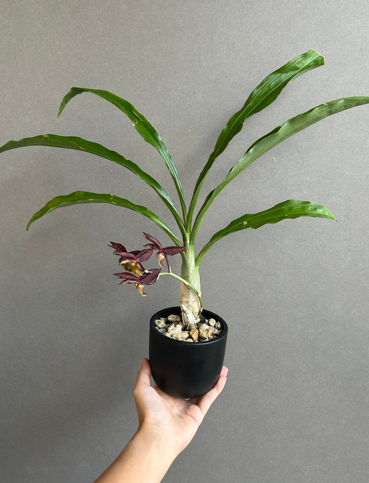 カタセタム ライアン ハリントン「Catasetum Ryan Harrington」27G