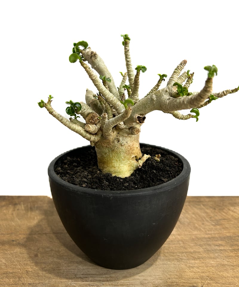 アデニウム D.H.A (獅子葉)「Adenium D.H.A (Dorset Horn Ad アデニウム D.H.A (獅子葉)「Adenium D.H.A (Dorset Horn Ad