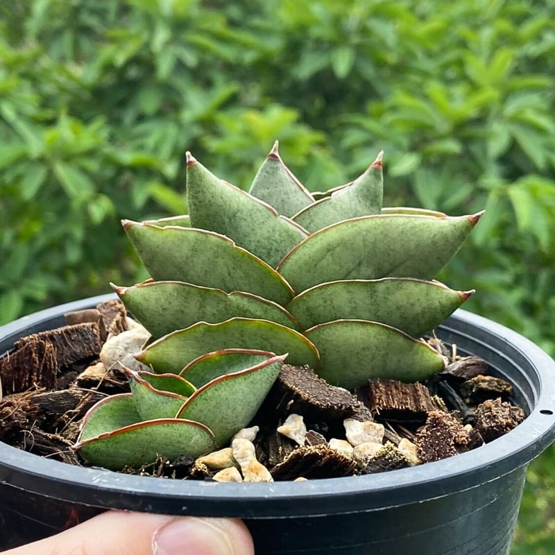 Sansevieria hybrid variegated サンセベリア