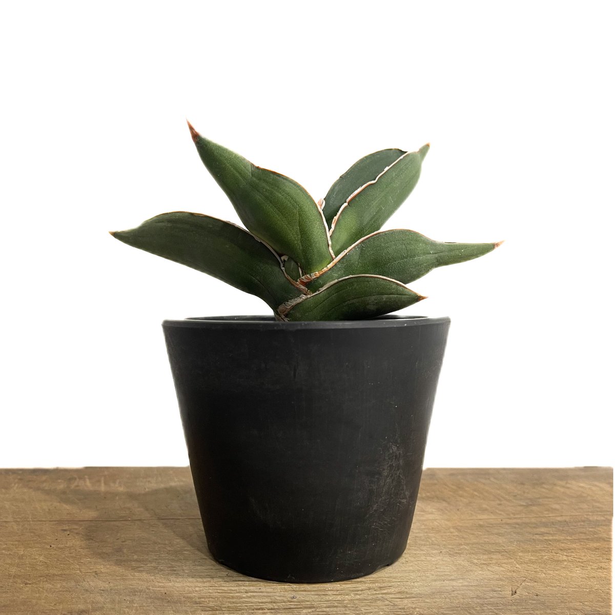 サンセベリア サムライ ドワーフ「Sansevieria samurai dwarf