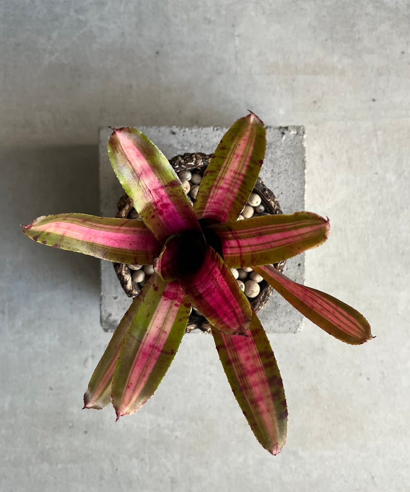 ネオレゲリア アベンチュラ + plantsmonsters pot 「Neoregelia