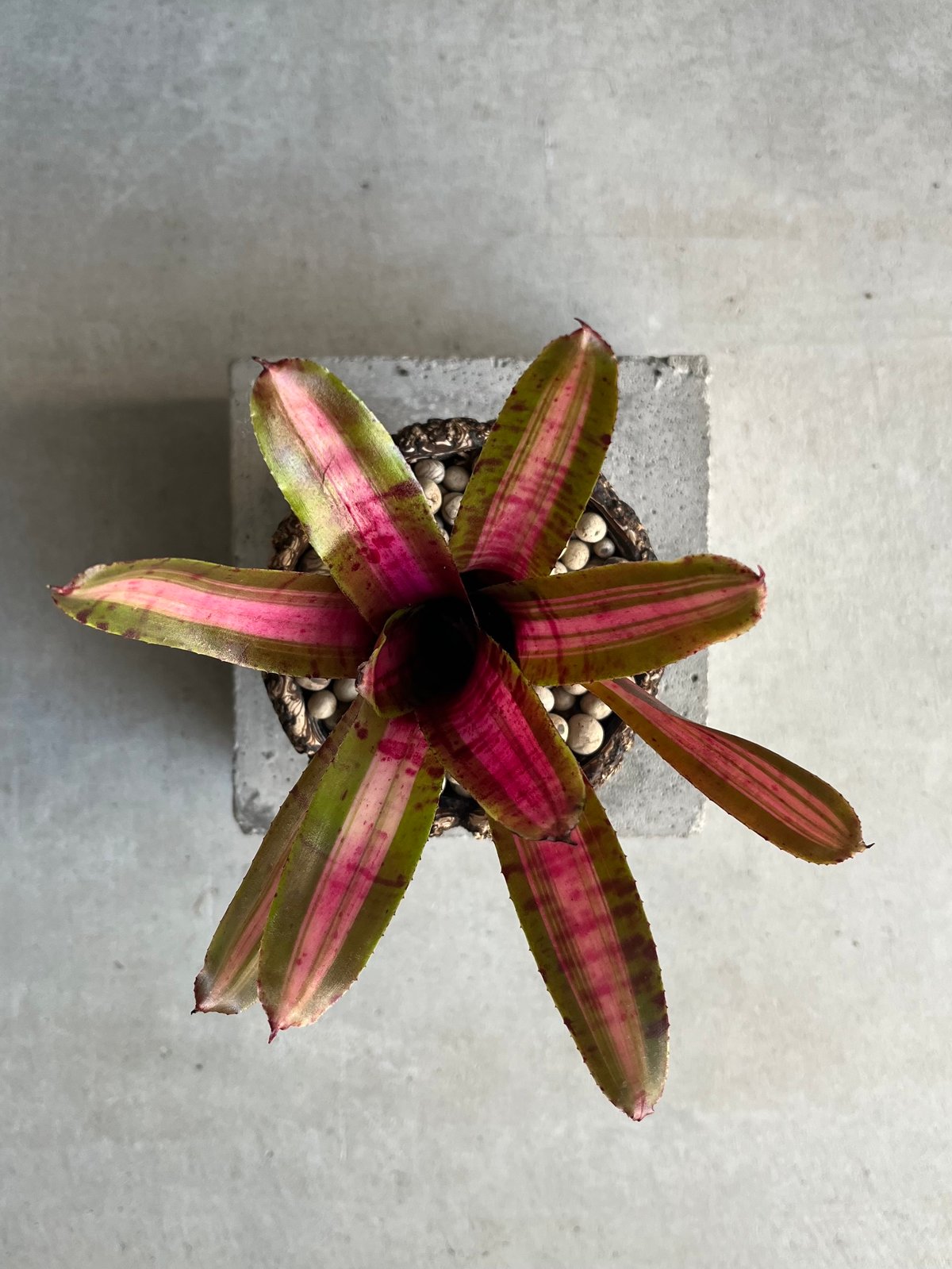 ネオレゲリア アベンチュラ + plantsmonsters pot 「Neoregelia