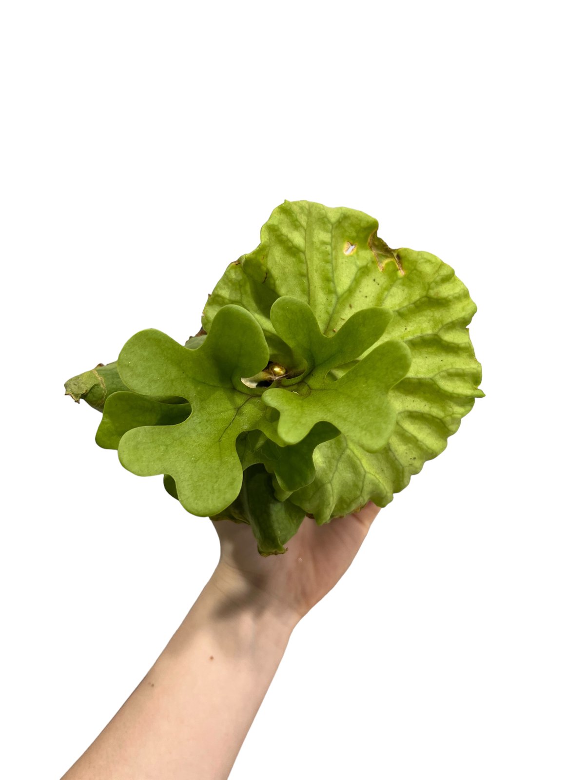 ビカクシダ リドレイ シルベリー ドワーフ 「Platycerium