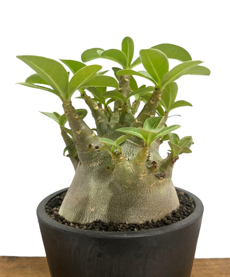 アデニウム アラビカム スーパー ドワーフ “ブラック” 「Adenium