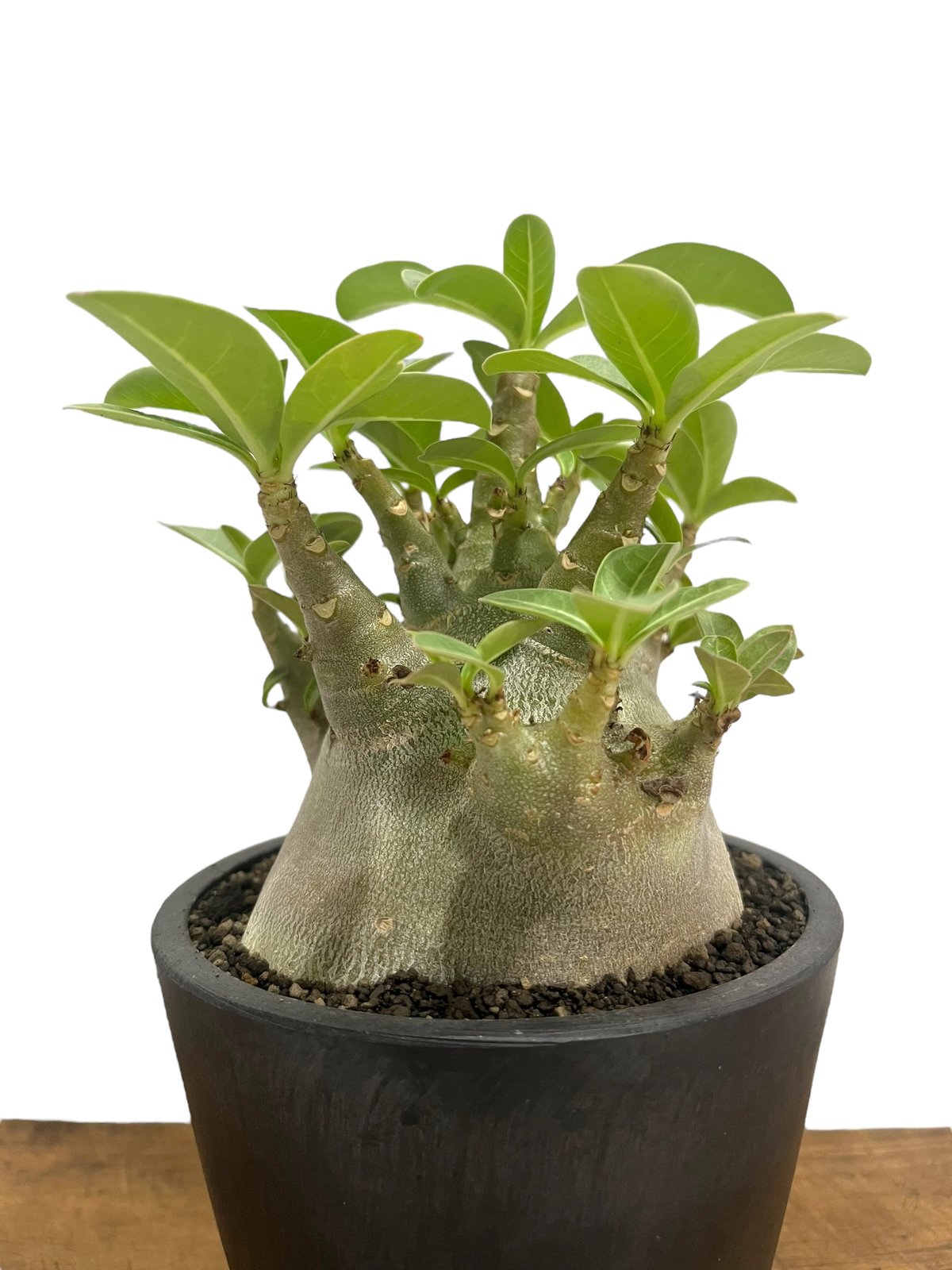 アデニウム アラビカム スーパー ドワーフ “ブラック” 「Adenium
