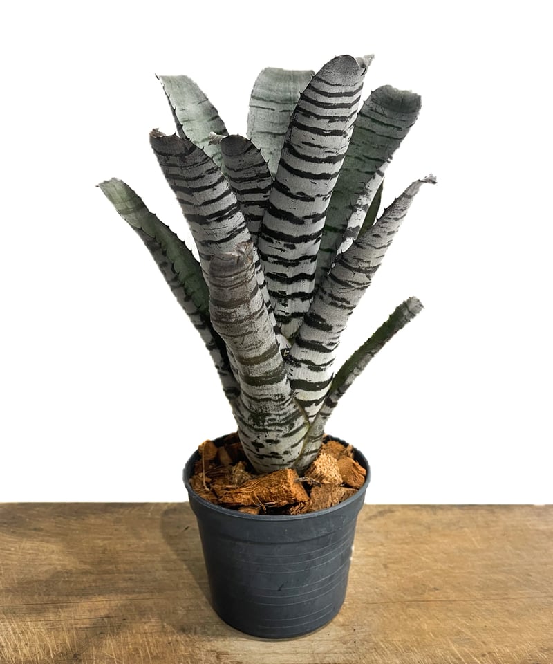エクメア チャンティニー “ヤングターク”「Aechmea chantinii “Youngt
