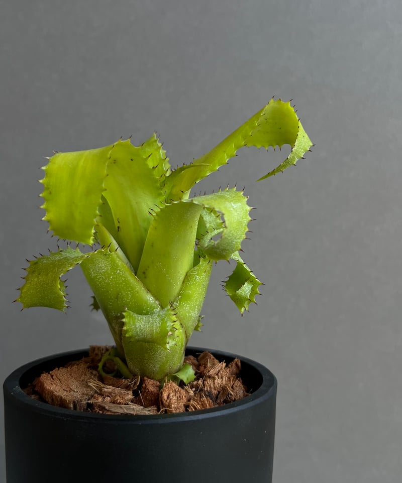 ネオレゲリア ムーレアナ 「Neoregelia mooreana」47E | SHOUCHI