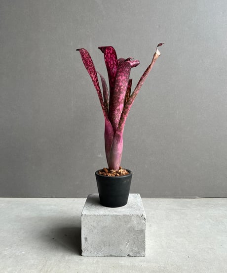 ラブカ 国木田花丸 SECE SEC P+ 3セット ラブカ】国木田花丸【P】PL!S-bp2-007-P - C-labo OnlineShop