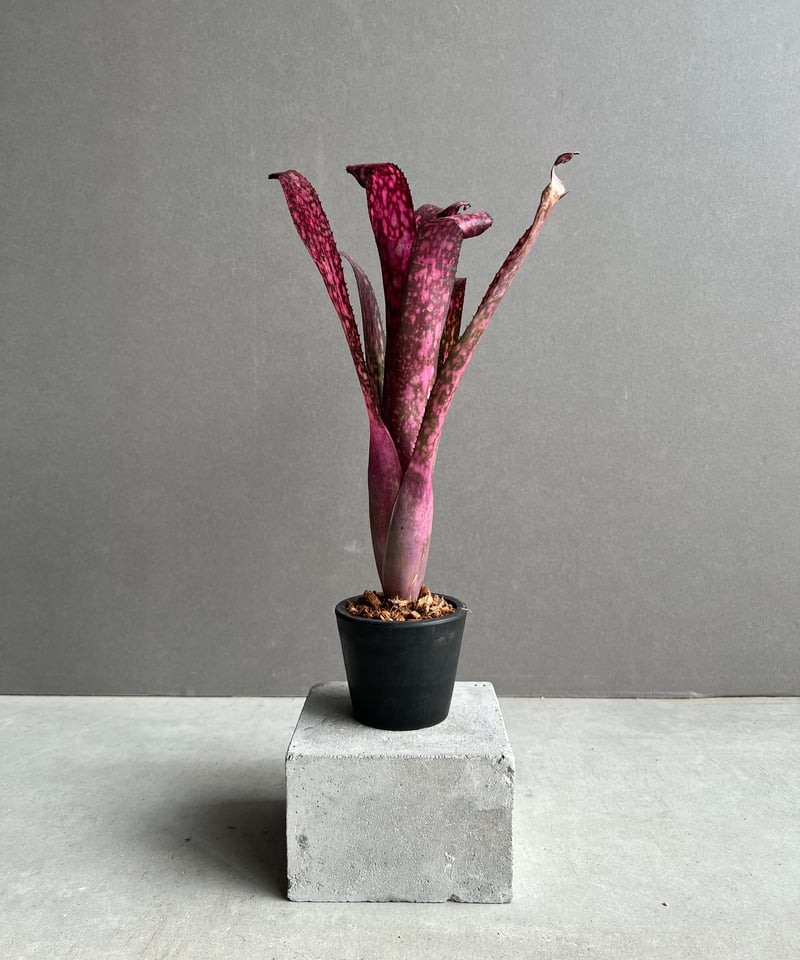 Billbergia 'Teng Ee'〔ビルベルギア〕現品発送B0271 送料無料】Billbergia 'Teng Ee'〔ビルベルギア〕現品発送B0271