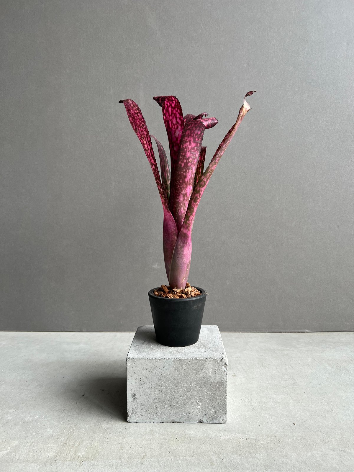 Billbergia 'Teng Ee'〔ビルベルギア〕現品発送B0271 fit=scale-down,w=1200