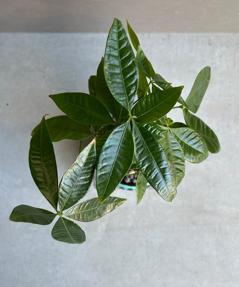 パキラ “選抜個体” + YON-HACHI 「Pachira “Select”」47M |