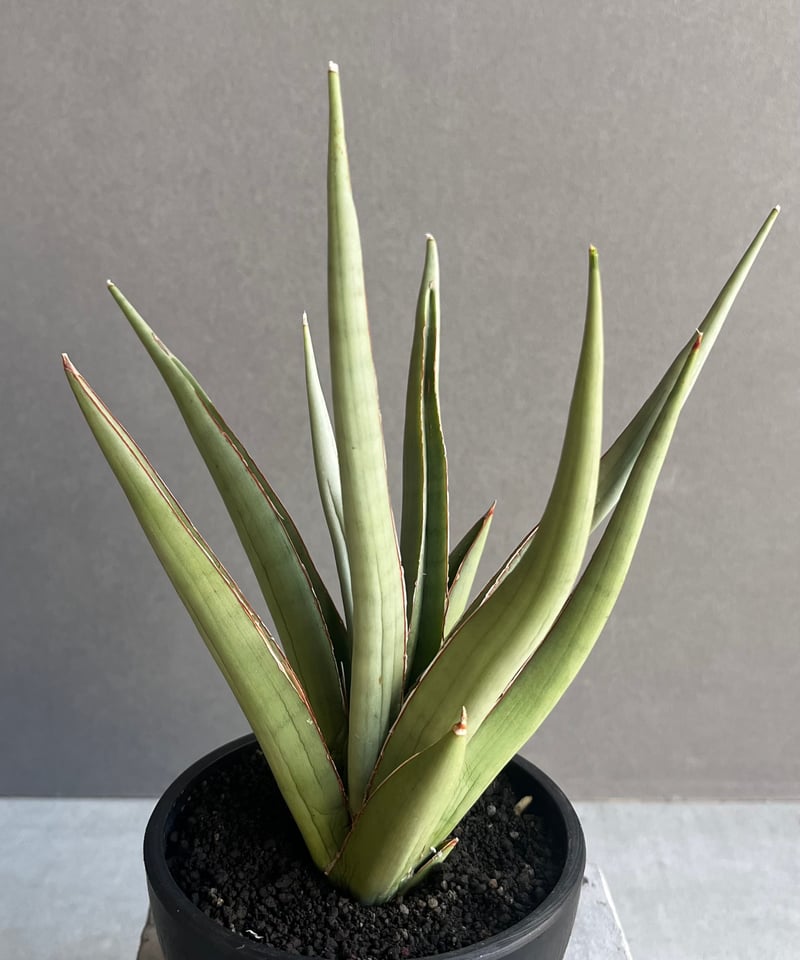サンセベリア バイ-ビッド 「Sansevieria Bi-Bid (by Unyamanee