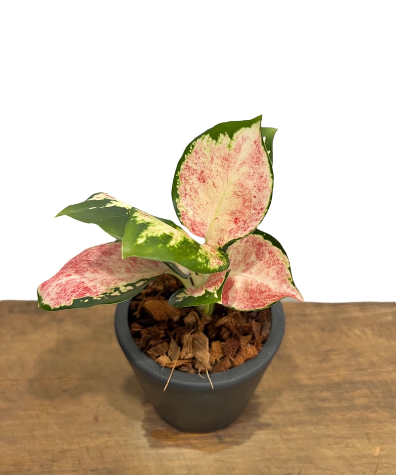 アグラオネマ アグラオネマ 2.5号ポットピクタムトリカラー｜観葉10-TU | 観葉