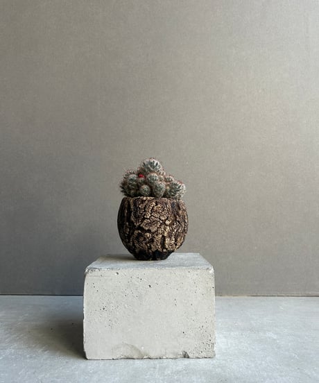 CATEGORY サボテン | SHOUCHIKUEN