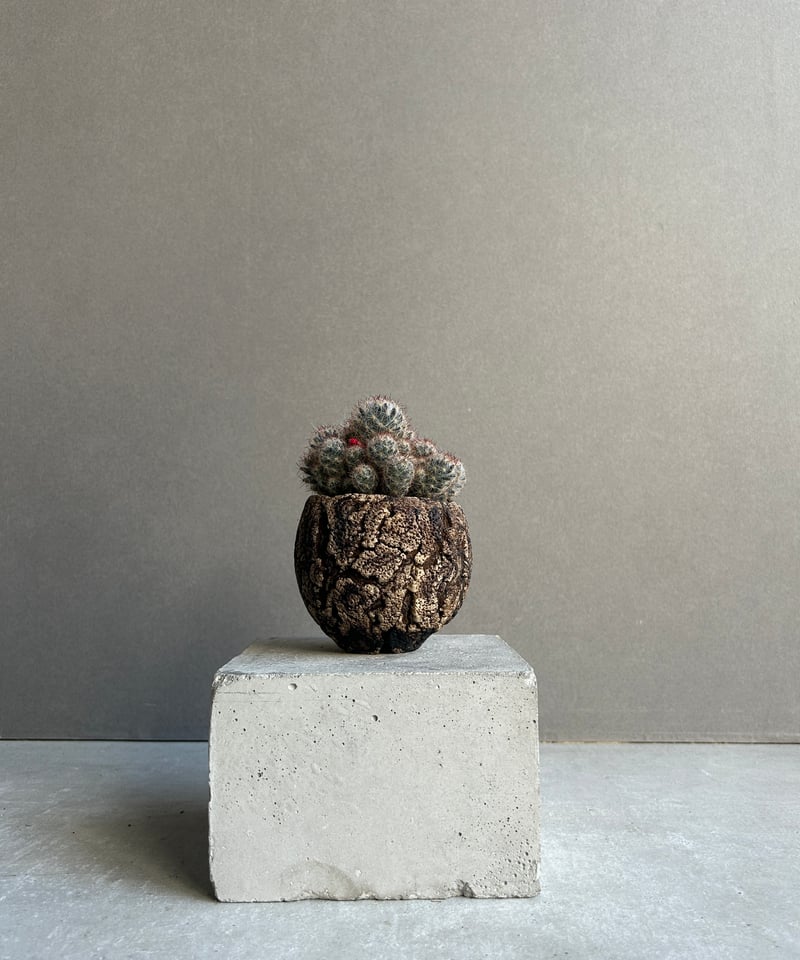 マミラリア 松霞+ plantsmonsters pot 「Mammillaria multi