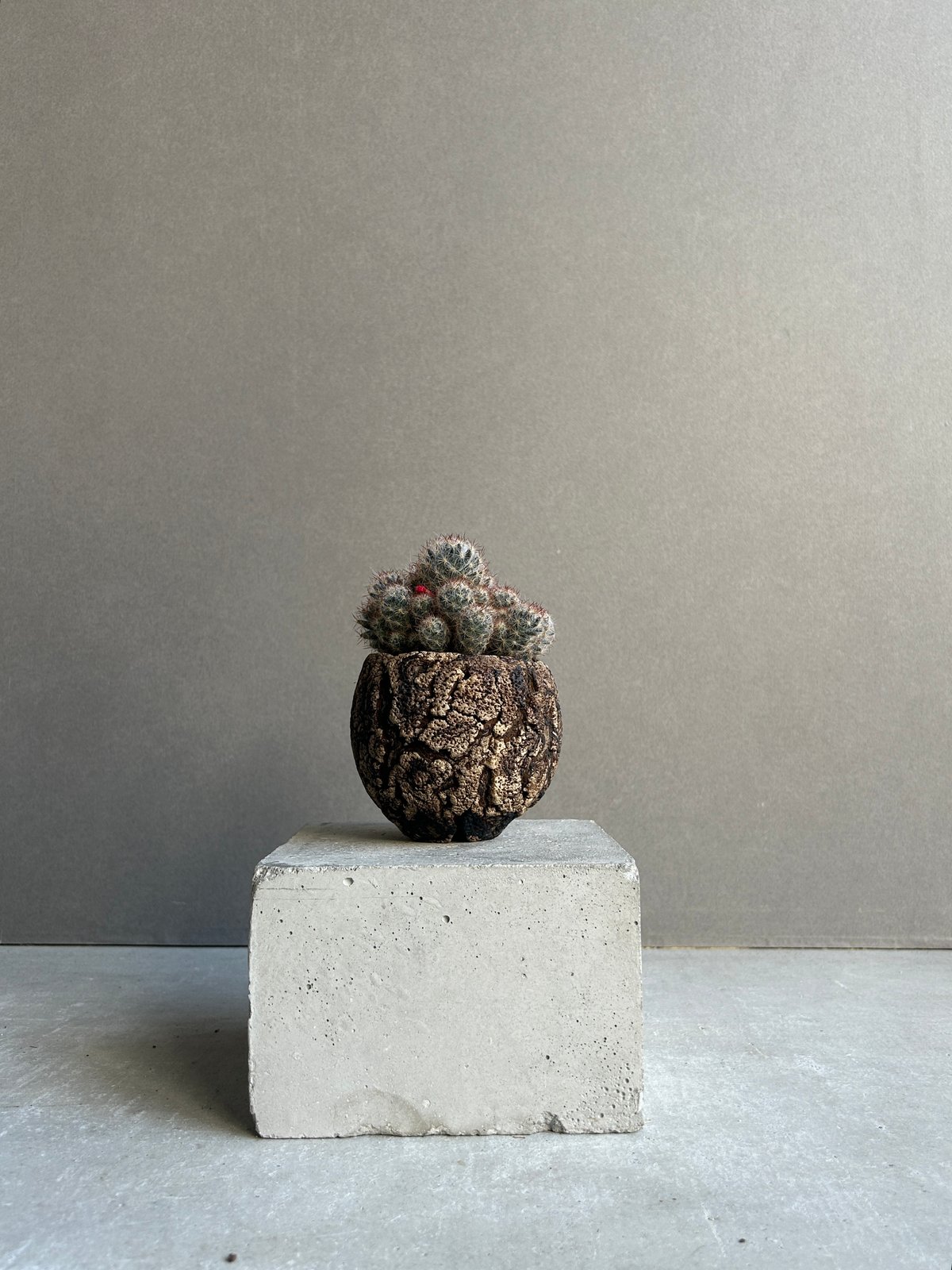 マミラリア　松霞　（盆栽鉢 マミラリア 松霞+ plantsmonsters pot 「Mammillaria multi