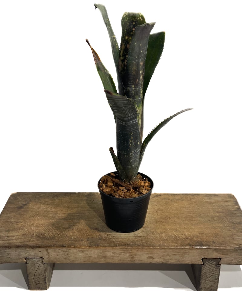 ビルベルギア オビ-ワン「Billbergia Obi - Wan」63G-3 | SHOUC