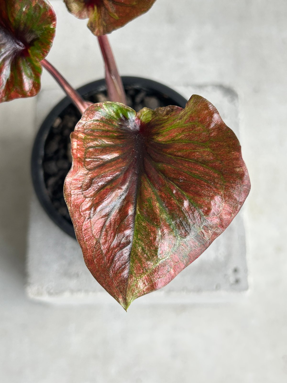 カラジューム ハイブリッド “ビッグ アス”「Caladium Hybrid