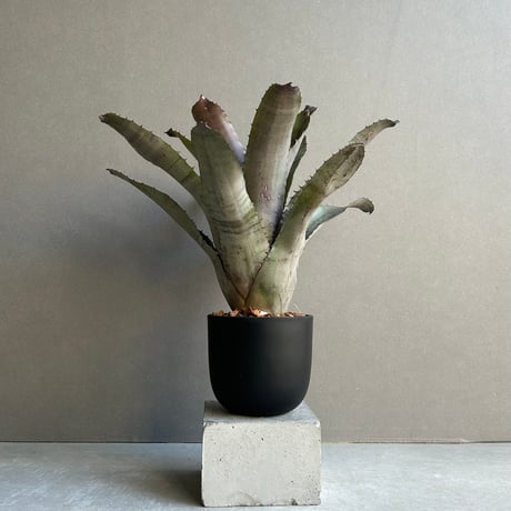 タンクブロメリア | STORES