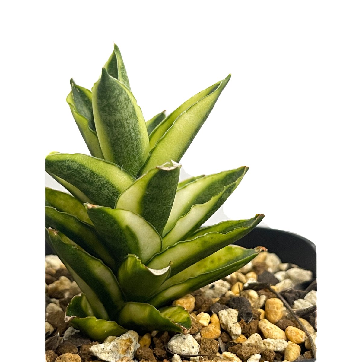 サンセベリア パゴダ 斑入 ドワーフ タイプ 「Sansevieria サンセベリア パゴダ 斑入 ドワーフ タイプ 「Sansevieria