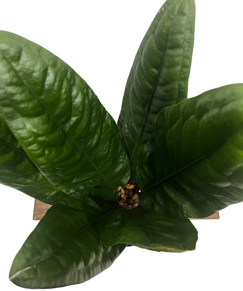 アンスリウム スパーバム 「Anthurium superbum」15Q | SHOUCHIKUEN