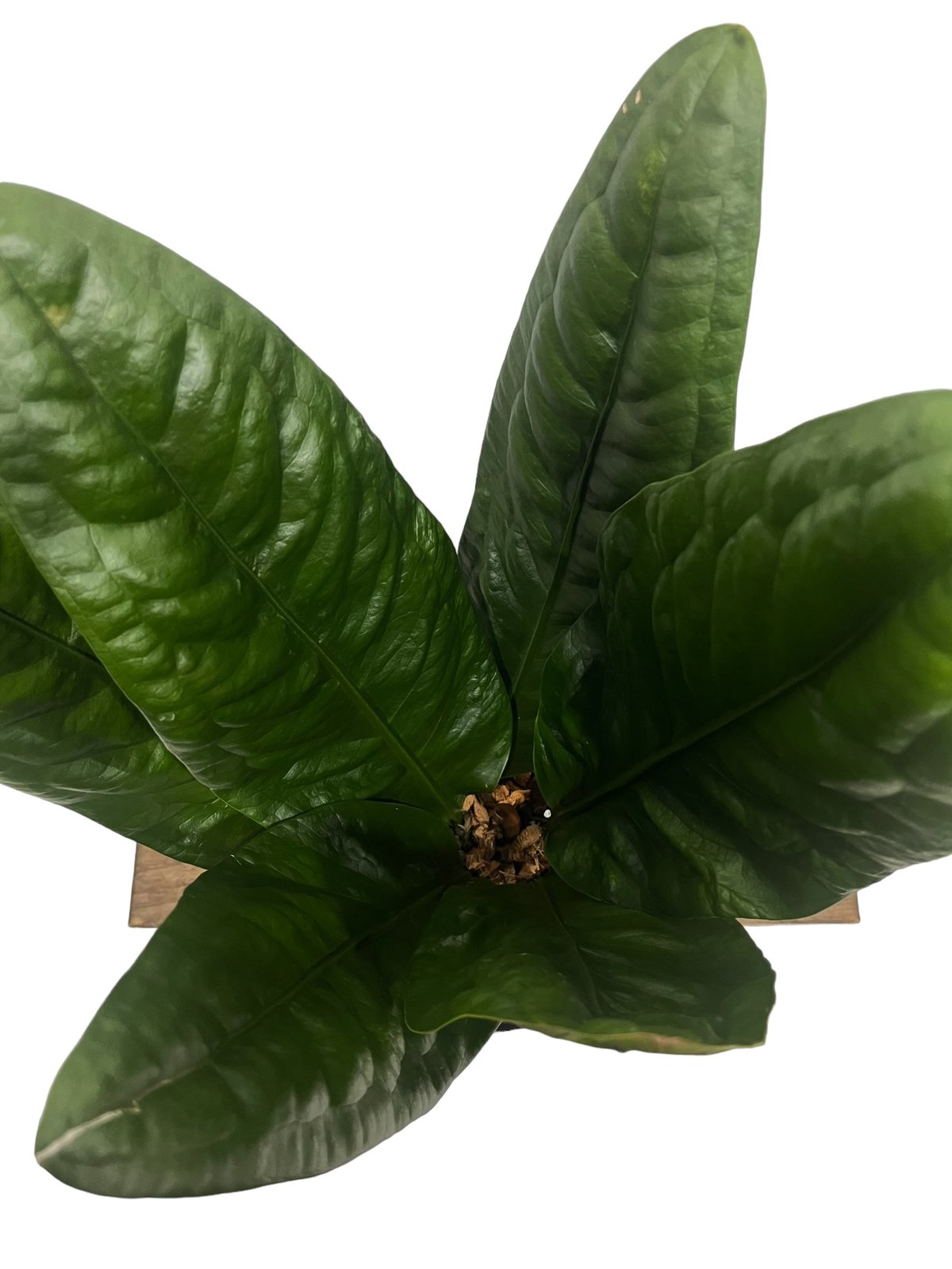 アンスリウム スパーバム 「Anthurium superbum」15Q | SHOUCHIKUEN