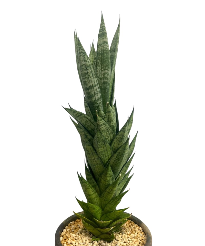 サンセベリア エーレンデル + Masaki Tomabechi (YON-HACHI) 「S