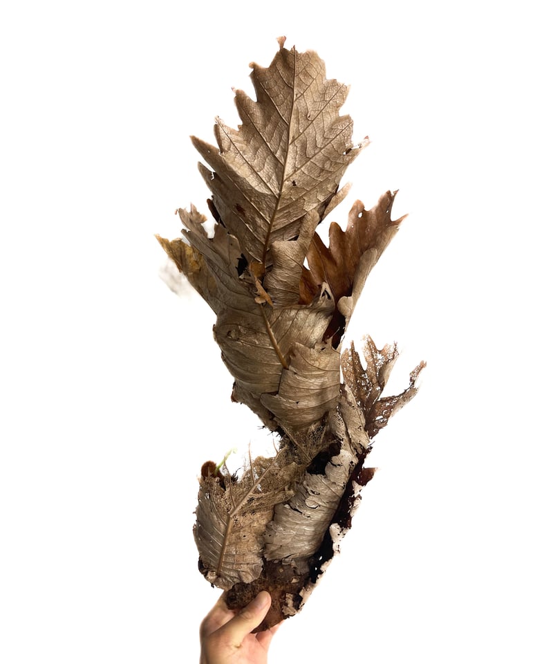 ドリナリア クエルシフォリア 「Drynaria quercifolia」6/27-859M1