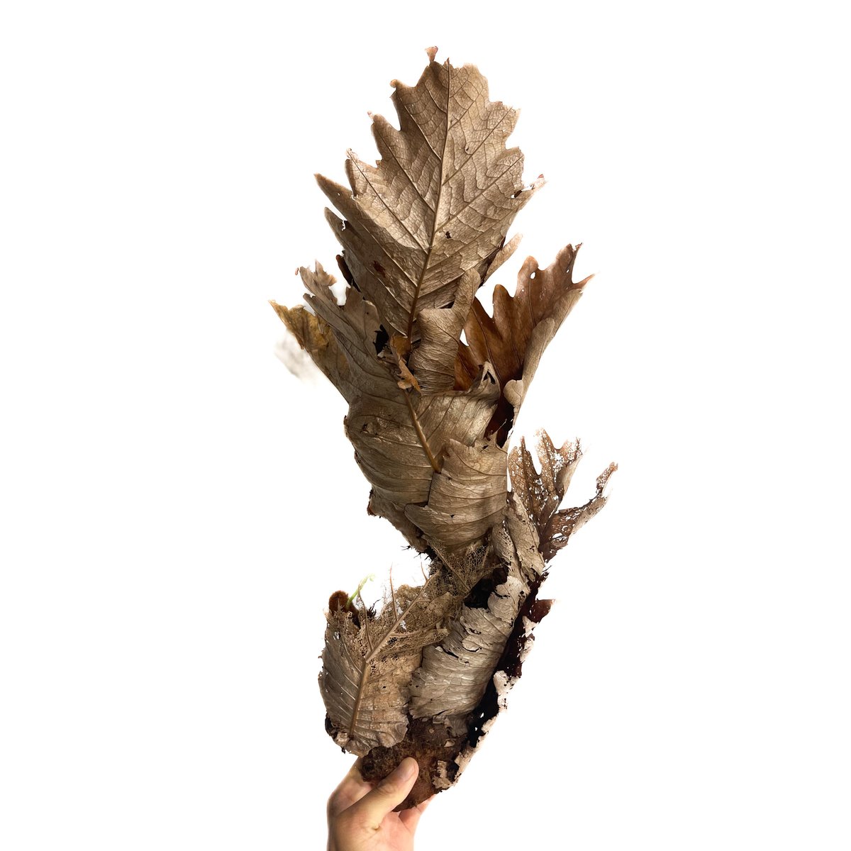 ドリナリア クエルシフォリア 「Drynaria quercifolia」6/27-859M1