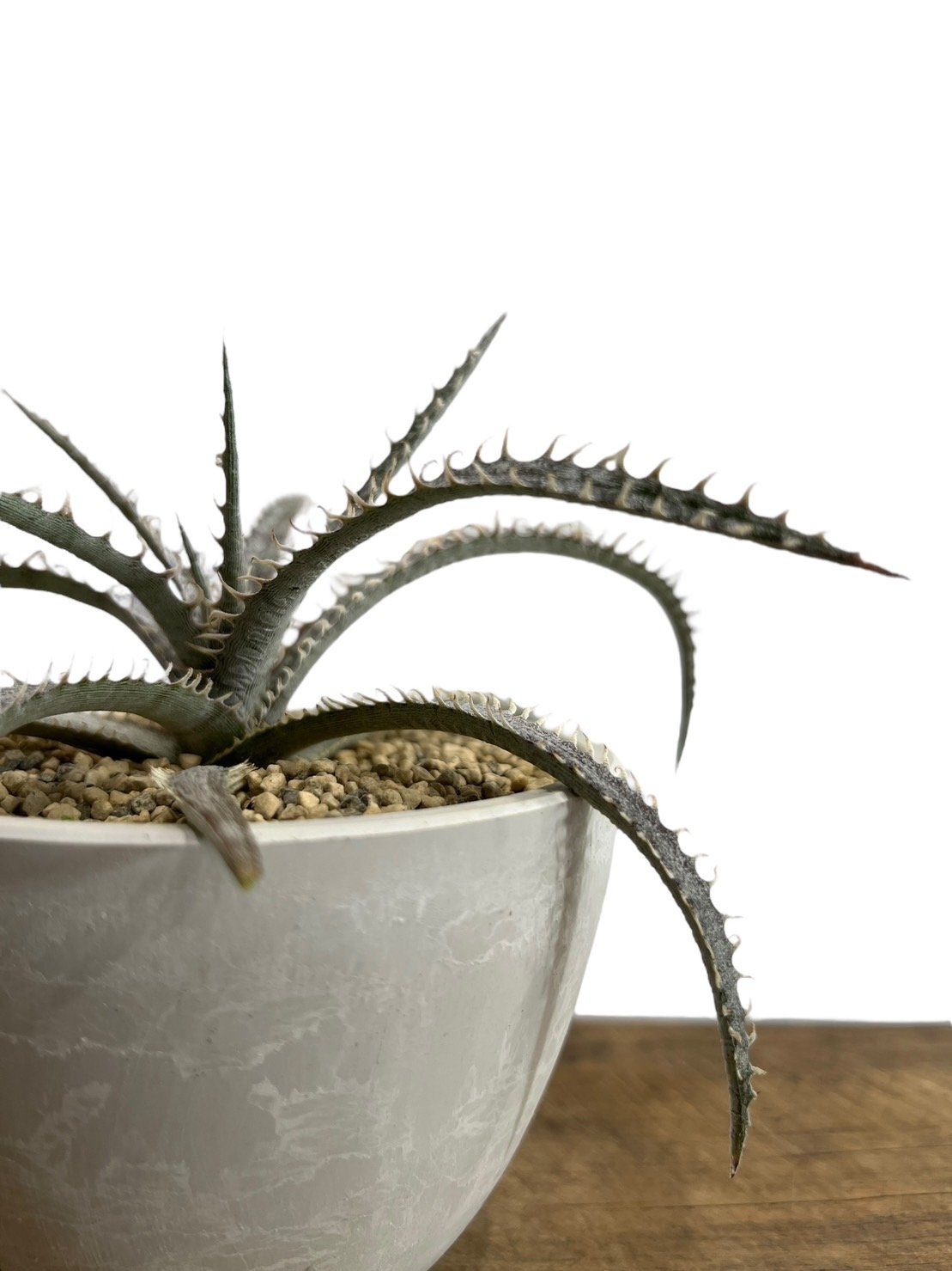 ディッキア ナガス「Dyckia Nagas」363-2 | SHOUCHIKUEN