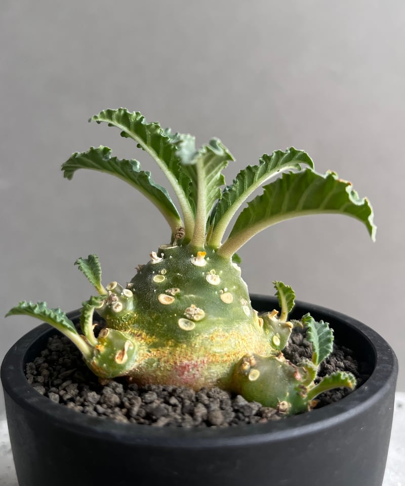 ドルステニア ラブラニー(多頭タイプ) 実生苗 「Dorstenia lavrani seed