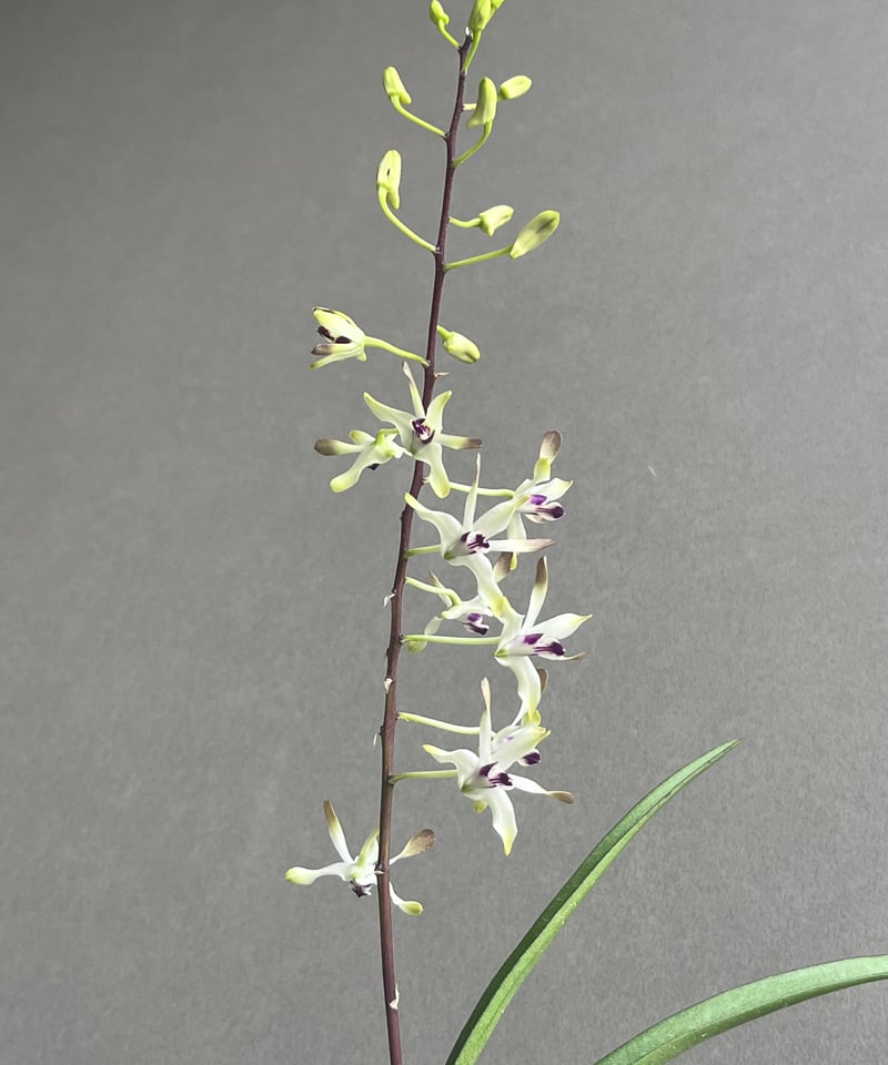 デンドロビウム フラメンコ+ YON-HACHI 「Dendrobium」62N | SHOU