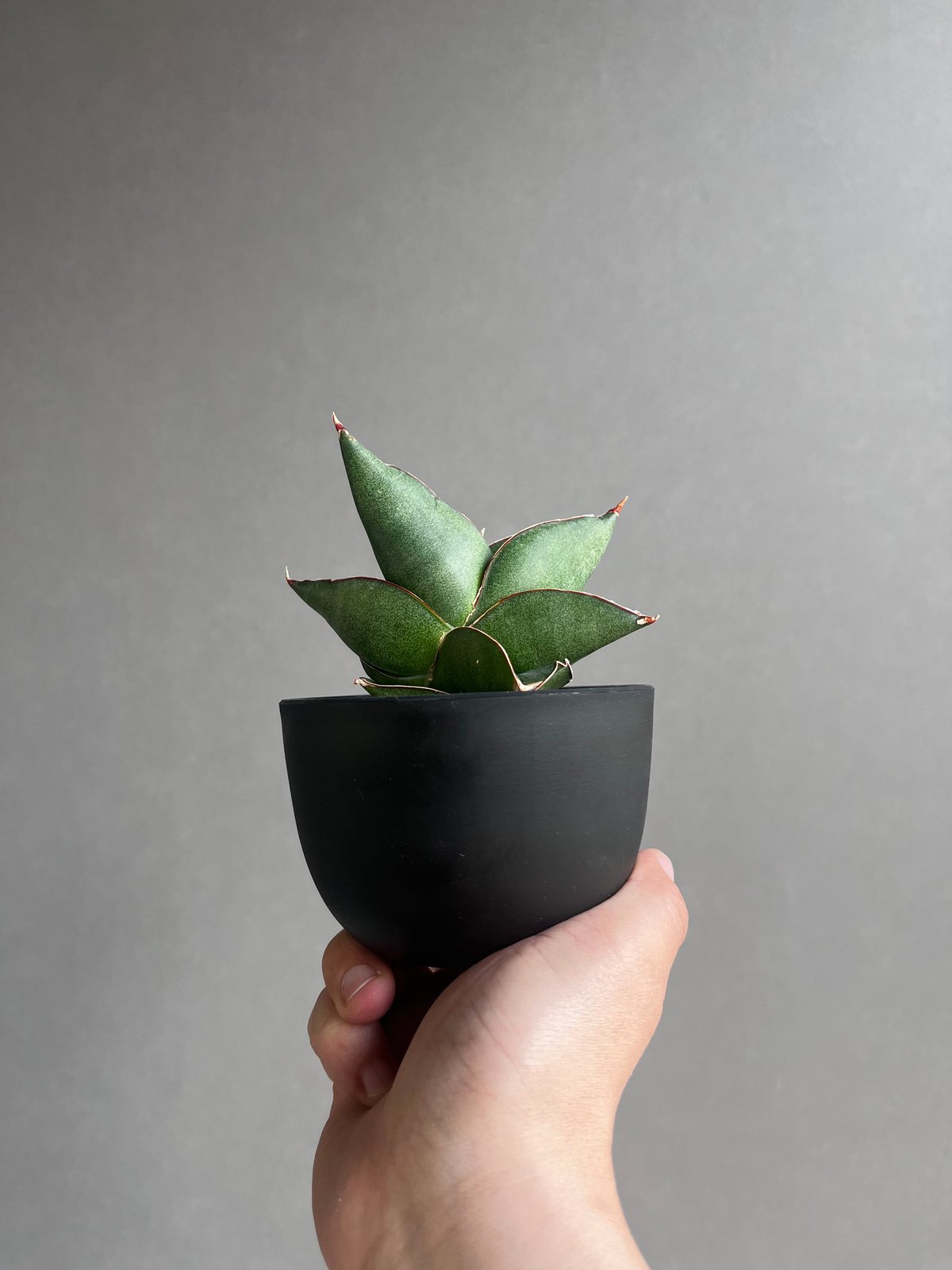 サンセベリア オペラ ハウス 「Sansevieria Opera House 」96A |